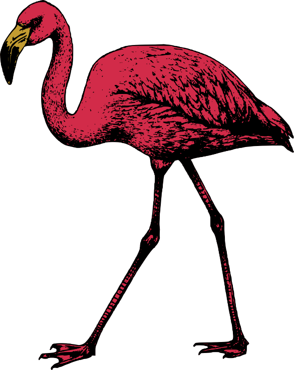 flamingo